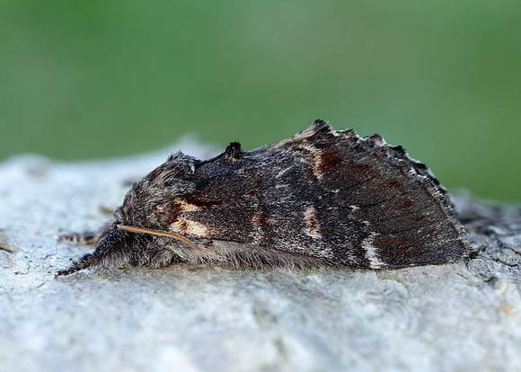 71.012 BF2000 Iron Prominent Notodonta dromedarius