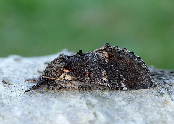 71.012 BF2000 Iron Prominent Notodonta dromedarius