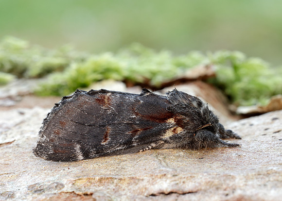 71.012 BF2000 Iron Prominent Notodonta dromedarius