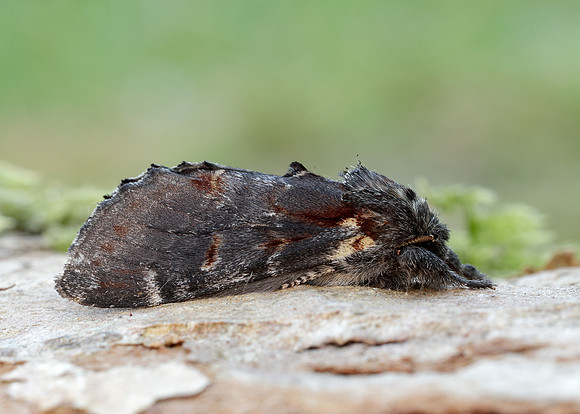 71.012 BF2000 Iron Prominent Notodonta dromedarius
