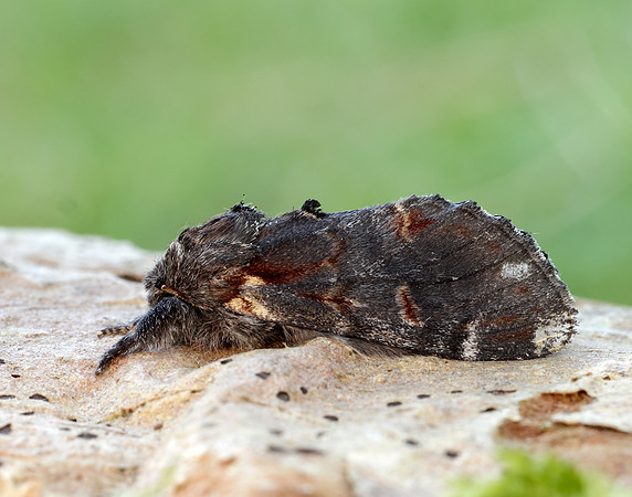 71.012 BF2000 Iron Prominent Notodonta dromedarius