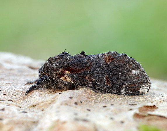 71.012 BF2000 Iron Prominent Notodonta dromedarius