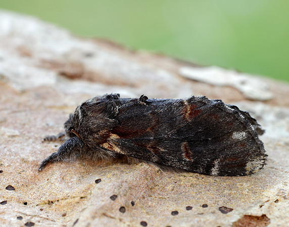 71.012 BF2000 Iron Prominent Notodonta dromedarius