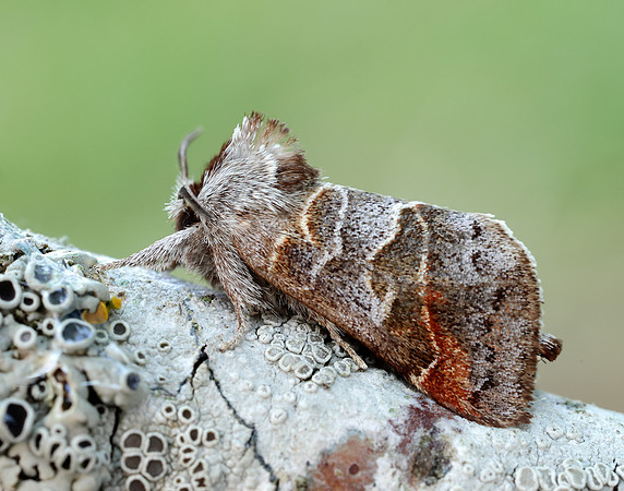 71.028 BF2017 Small Chocolate-tip Clostera pigra