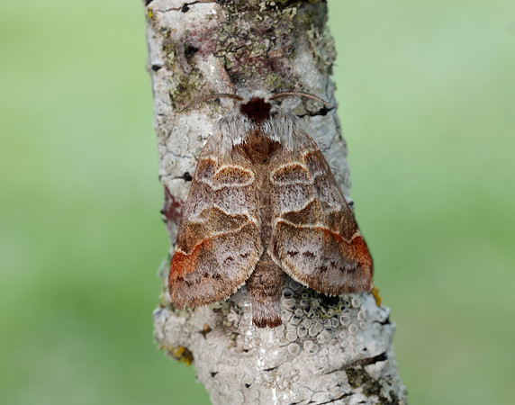 71.028 BF2017 Small Chocolate-tip Clostera pigra