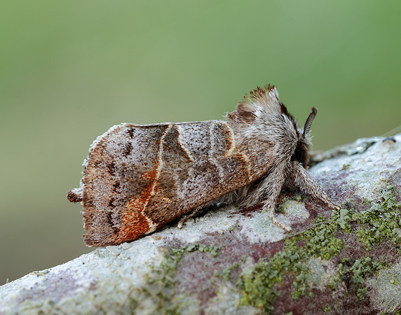 71.028 BF2017 Small Chocolate-tip Clostera pigra