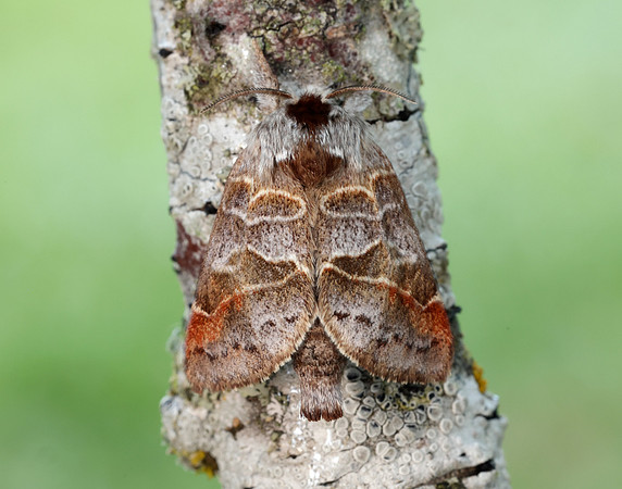 71.028 BF2017 Small Chocolate-tip Clostera pigra