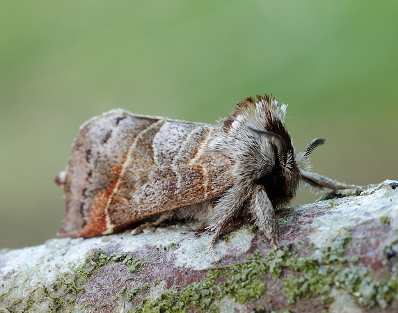 71.028 BF2017 Small Chocolate-tip Clostera pigra