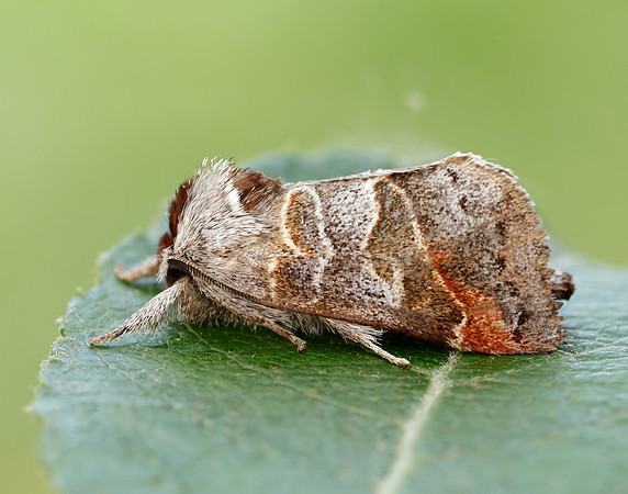 71.028 BF2017 Small Chocolate-tip Clostera pigra