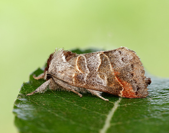 71.028 BF2017 Small Chocolate-tip Clostera pigra