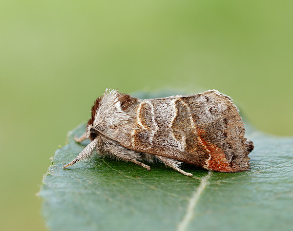 71.028 BF2017 Small Chocolate-tip Clostera pigra