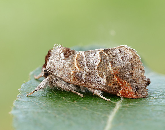 71.028 BF2017 Small Chocolate-tip Clostera pigra