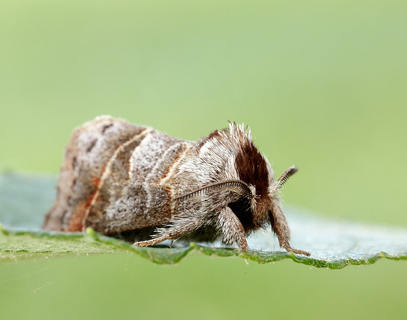 71.028 BF2017 Small Chocolate-tip Clostera pigra