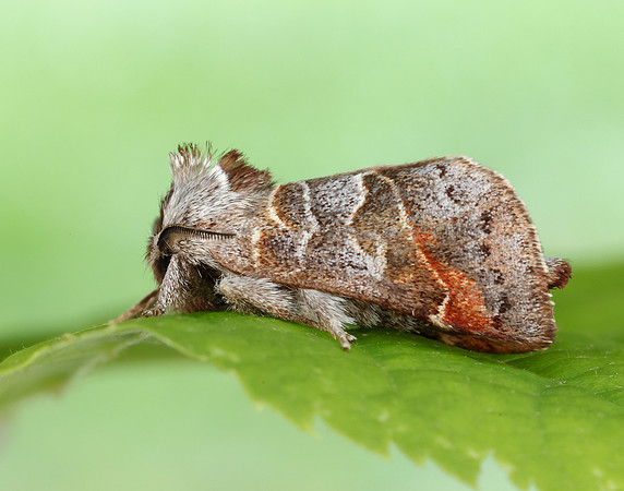 71.028 BF2017 Small Chocolate-tip Clostera pigra