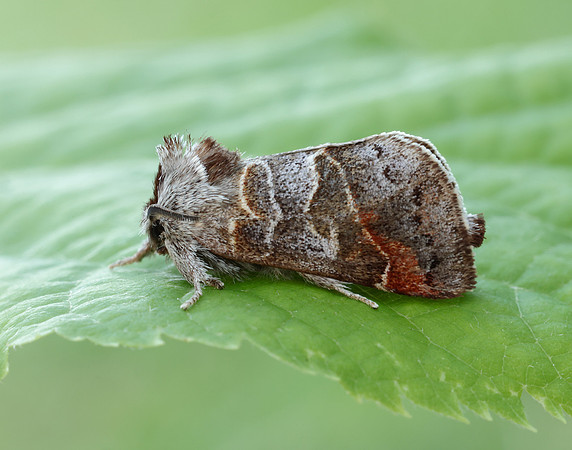 71.028 BF2017 Small Chocolate-tip Clostera pigra