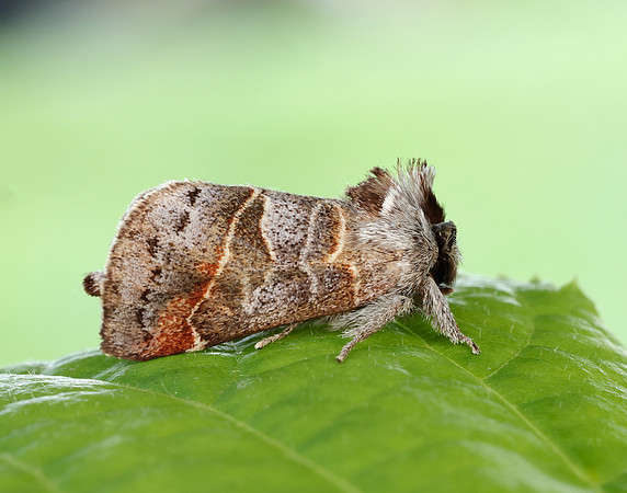 71.028 BF2017 Small Chocolate-tip Clostera pigra