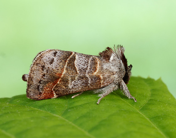 71.028 BF2017 Small Chocolate-tip Clostera pigra