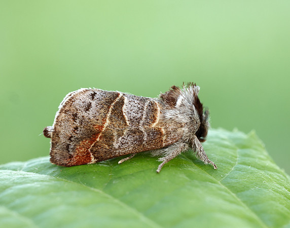 71.028 BF2017 Small Chocolate-tip Clostera pigra
