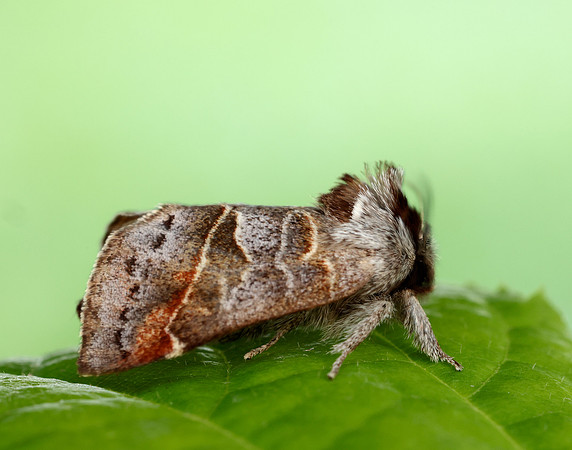71.028 BF2017 Small Chocolate-tip Clostera pigra