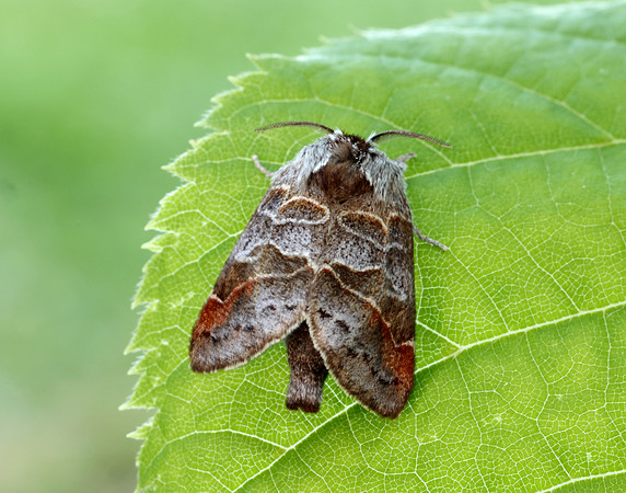 71.028 BF2017 Small Chocolate-tip Clostera pigra