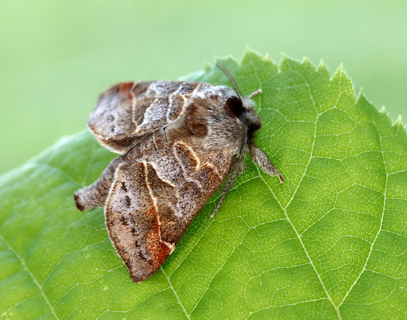 71.028 BF2017 Small Chocolate-tip Clostera pigra