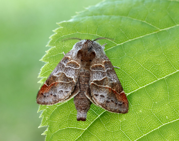 71.028 BF2017 Small Chocolate-tip Clostera pigra