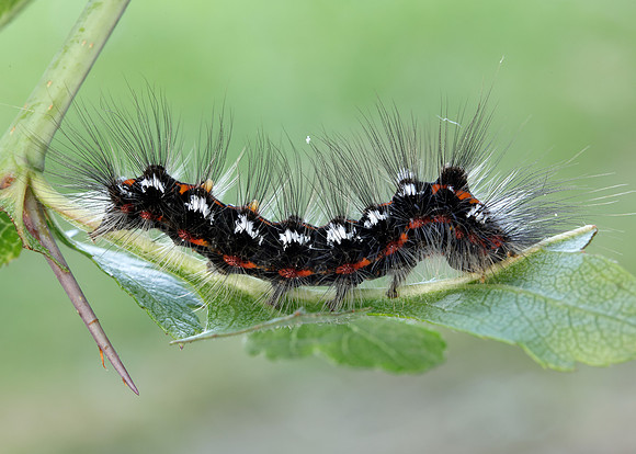 72.013 BF2030 Yellow-tail Euproctis similis larva