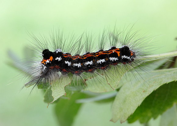 72.013 BF2030 Yellow-tail Euproctis similis larva