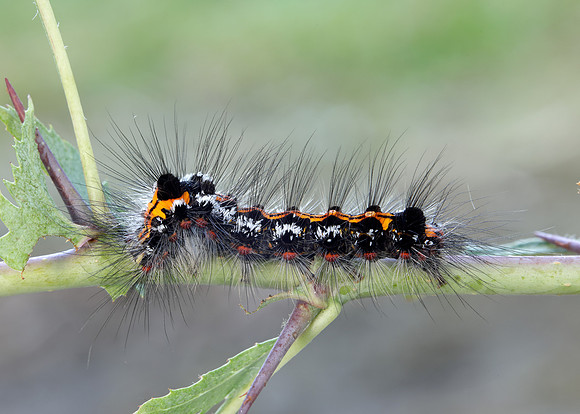 72.013 BF2030 Yellow-tail Euproctis similis larva
