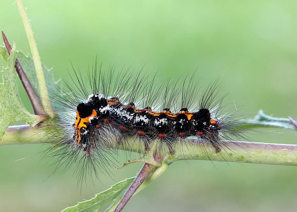 72.013 BF2030 Yellow-tail Euproctis similis larva