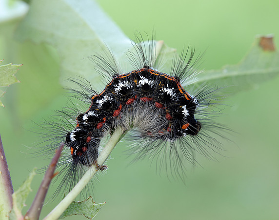 72.013 BF2030 Yellow-tail Euproctis similis larva