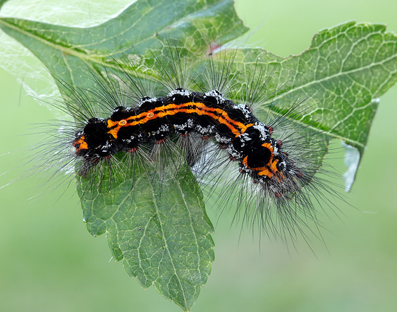 72.013 BF2030 Yellow-tail Euproctis similis larva