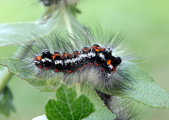 72.013 BF2030 Yellow-tail Euproctis similis larva