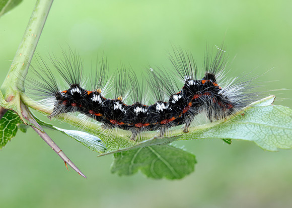 72.013 BF2030 Yellow-tail Euproctis similis larva