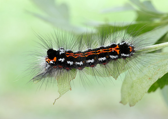 72.013 BF2030 Yellow-tail Euproctis similis larva