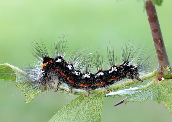 72.013 BF2030 Yellow-tail Euproctis similis larva
