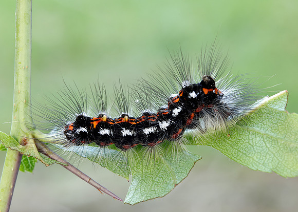 72.013 BF2030 Yellow-tail Euproctis similis larva