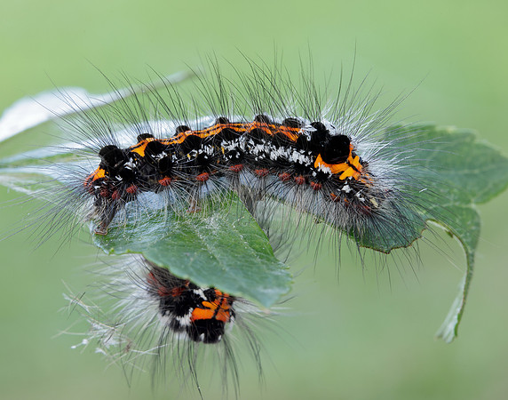 72.013 BF2030 Yellow-tail Euproctis similis larva