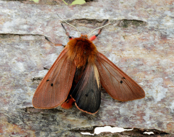 72.024 BF2064 Ruby Tiger Phragmatobia fuliginosa