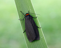 72.042 BF2039 Red-necked Footman Atolmis rubricollis