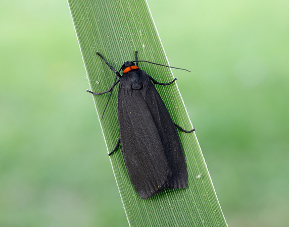 72.042 BF2039 Red-necked Footman Atolmis rubricollis