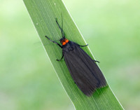72.042 BF2039 Red-necked Footman Atolmis rubricollis
