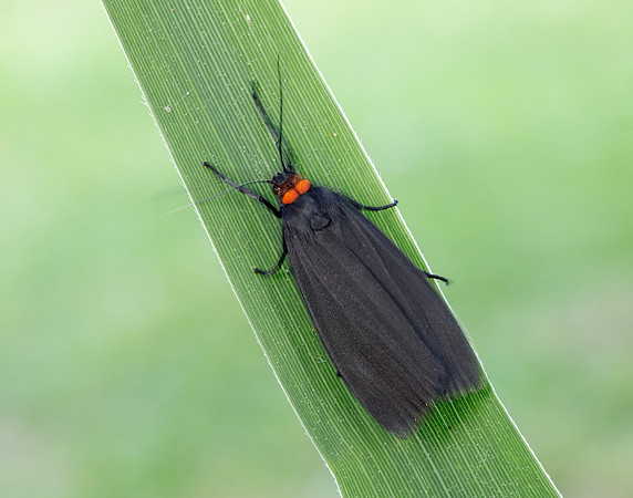 72.042 BF2039 Red-necked Footman Atolmis rubricollis