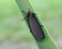 72.042 BF2039 Red-necked Footman Atolmis rubricollis