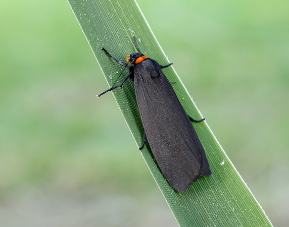 72.042 BF2039 Red-necked Footman Atolmis rubricollis