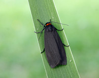 72.042 BF2039 Red-necked Footman Atolmis rubricollis