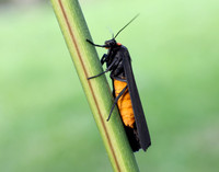 72.042 BF2039 Red-necked Footman Atolmis rubricollis
