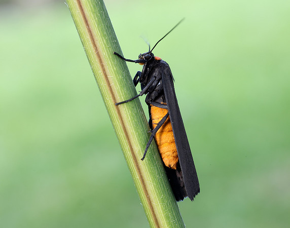 72.042 BF2039 Red-necked Footman Atolmis rubricollis