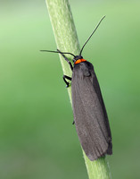 72.042 BF2039 Red-necked Footman Atolmis rubricollis
