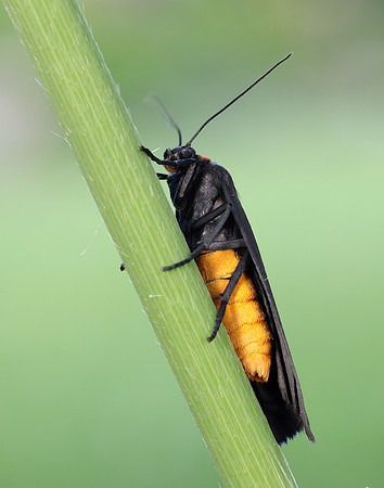 72.042 BF2039 Red-necked Footman Atolmis rubricollis
